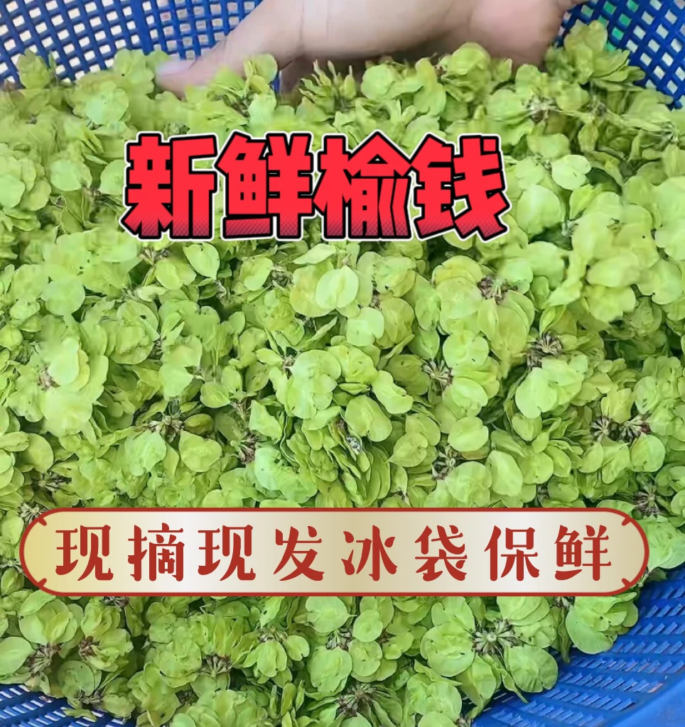 新鲜榆钱手工采摘野生榆钱窝窝头野菜