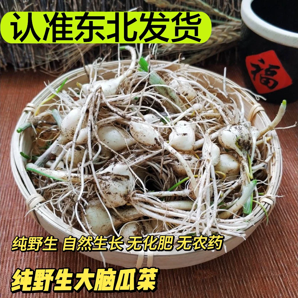 东北新鲜纯野生小根蒜现挖现发大脑瓜大脑蹦野葱应季蘸酱菜