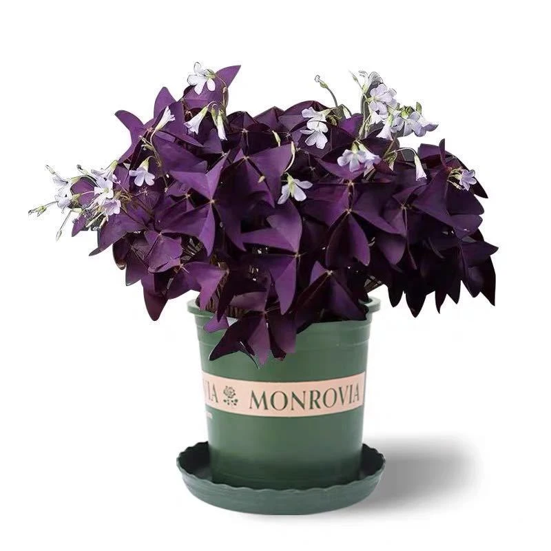 紫叶酢浆草种球紫蝴蝶绿植幸运草盆栽花种子四季室内外花卉好养活