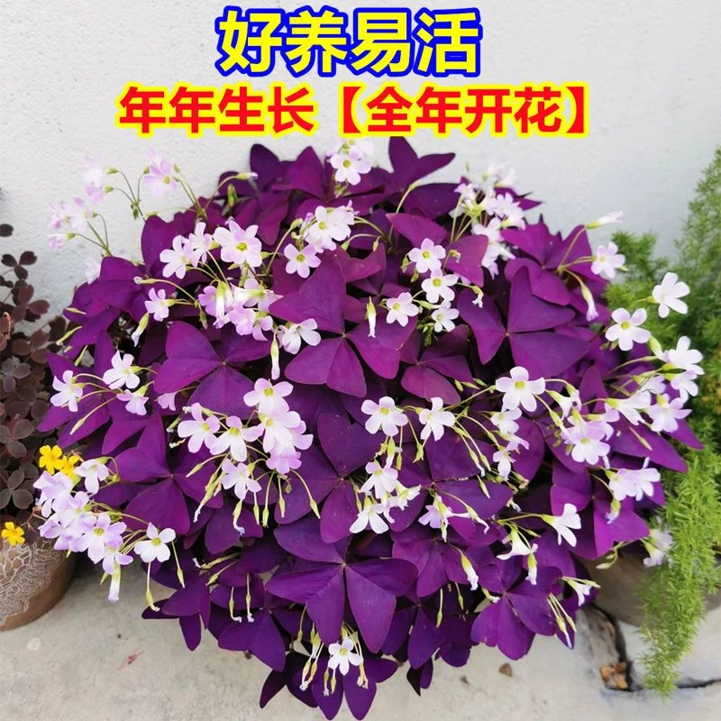 紫叶酢浆草多年生幸运三叶种球种子根阳台庭院花卉观花植物室内花