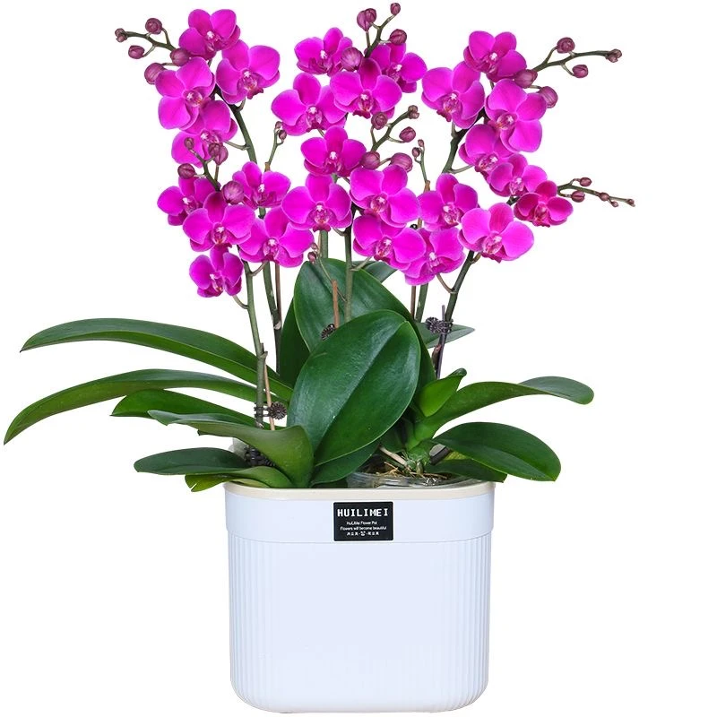 【年宵花卉】蝴蝶兰盆栽带花剑带花苞客厅花卉节日高档成品四季开花