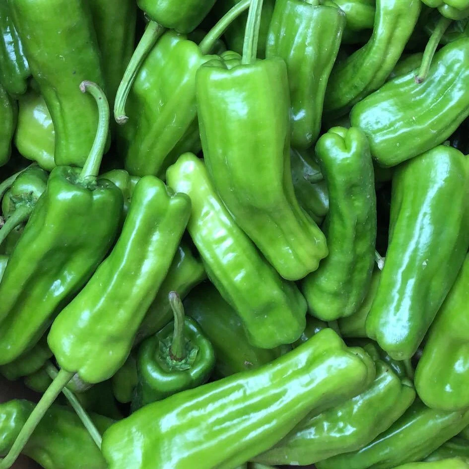 湖北应季簿皮辣椒农户少量种植辣椒