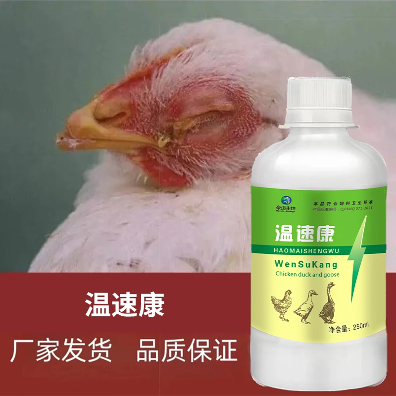温速康周鸡鸭鹅鸽子家禽白痢大肠杆菌肠炎拉稀鸡瘟呆立瞌睡精神沉