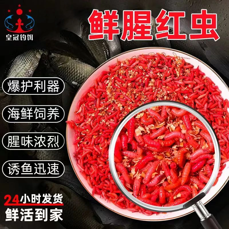 鲜活肉蛆红色蛆虫溪流石斑鱼野钓白条马口蛆牙子水库鲫鱼饵料