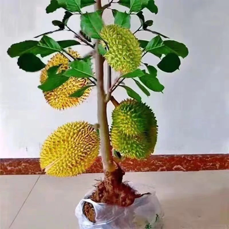 榴莲树苗嫁接金枕猫山王榴莲果树南北方种植盆栽地栽耐寒当年结果
