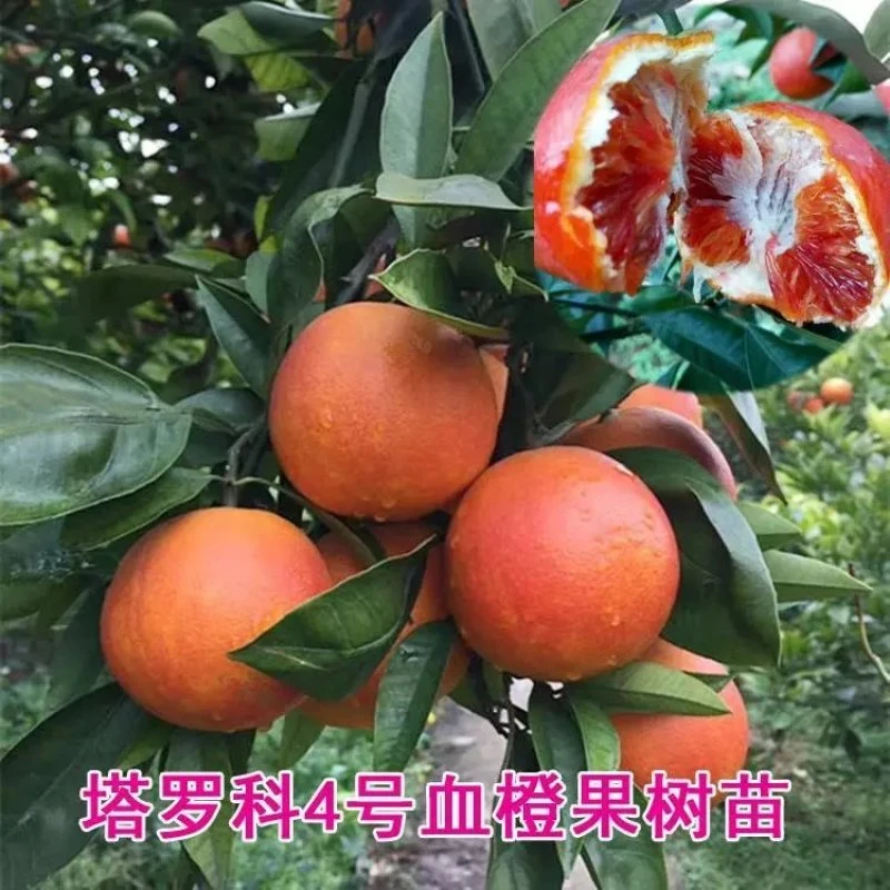新品塔罗科血橙4号苗嫁接塔罗科血橙苗桔子树苗资中血橙基地直发