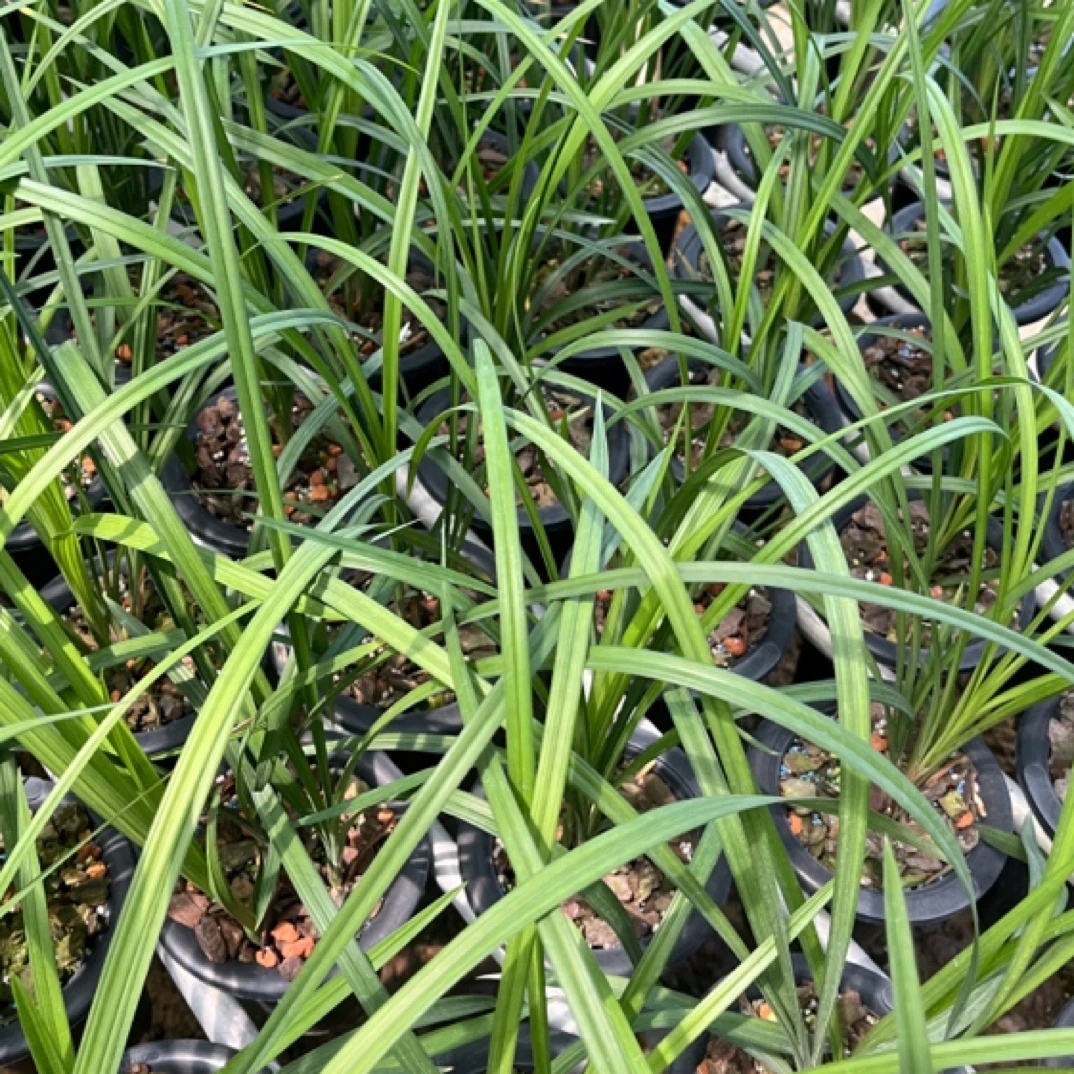 直播间一物一拍绿植花卉盆栽