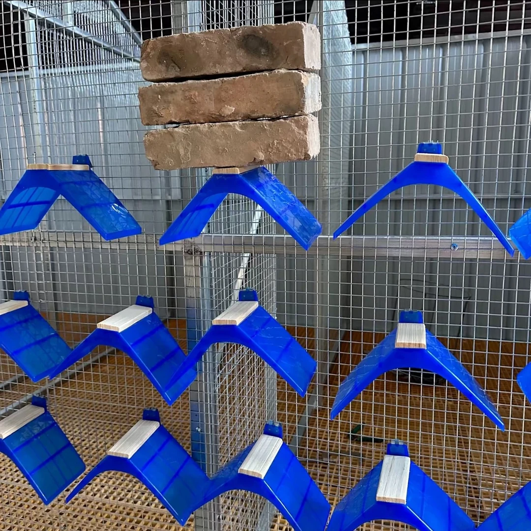 鸽子透明栖架挂钩 不带挂钩