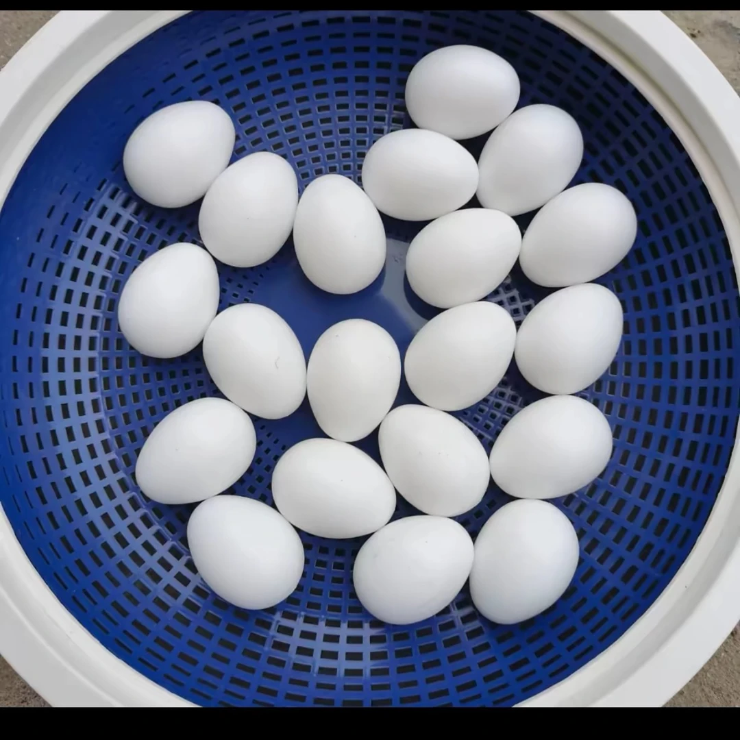 鸽子仿真实心鸽蛋