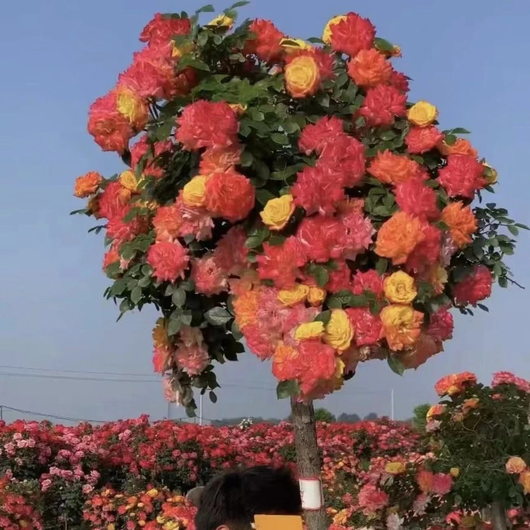 彩虹棒棒糖树型月季   基地直发 阳台庭院浓香花卉绿植物