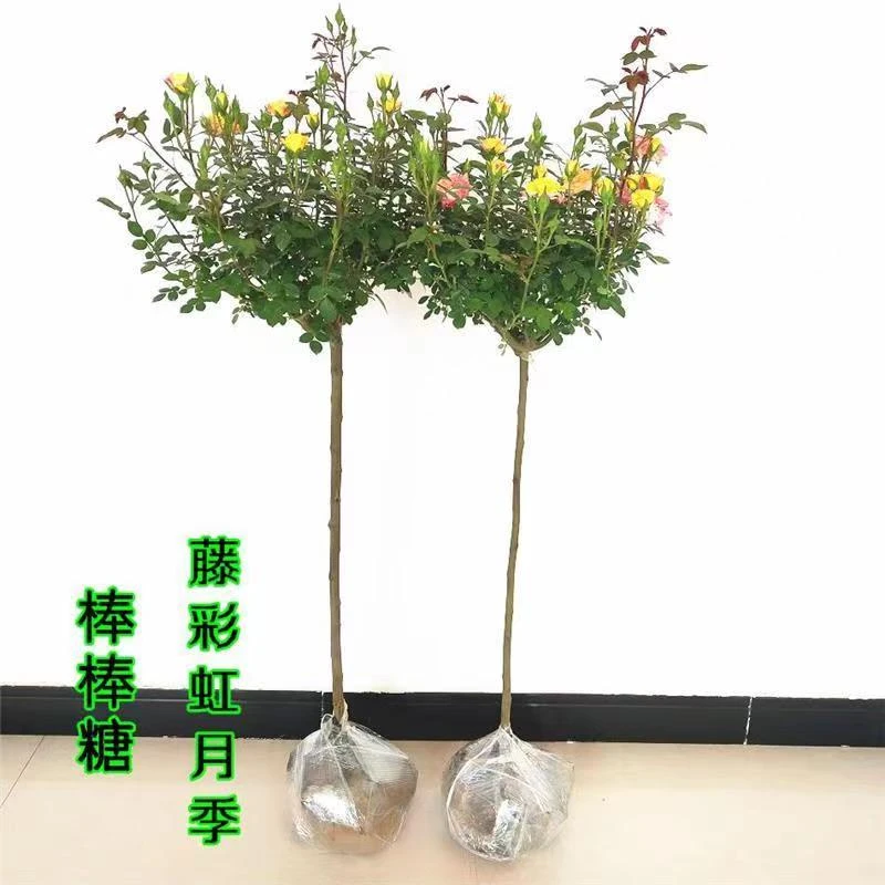 小型棒棒糖树型月季花苗盆栽四季阳台庭院浓香花卉绿植物