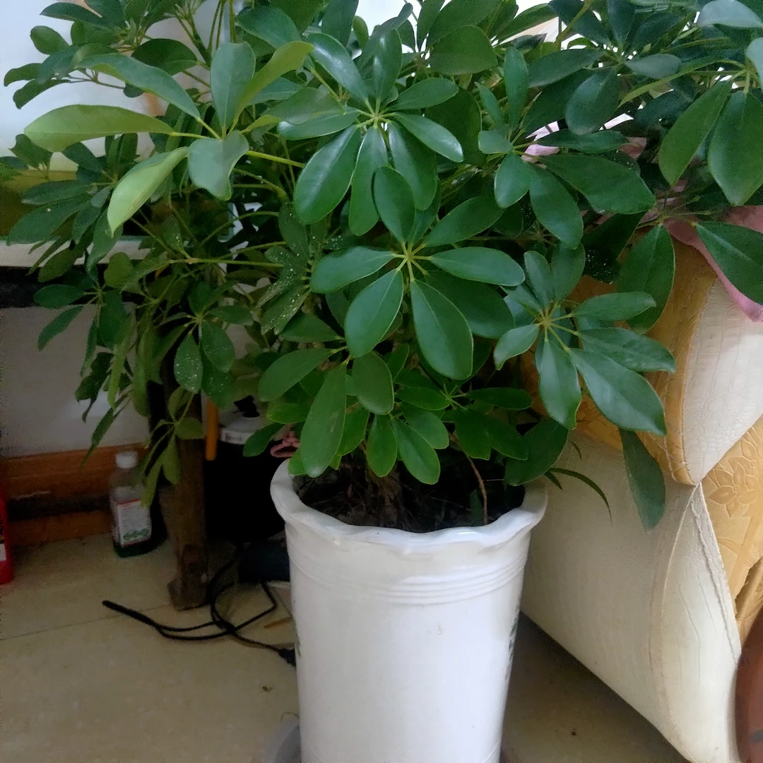 直播间专用链接，是多少就叠加多少，（发财树）