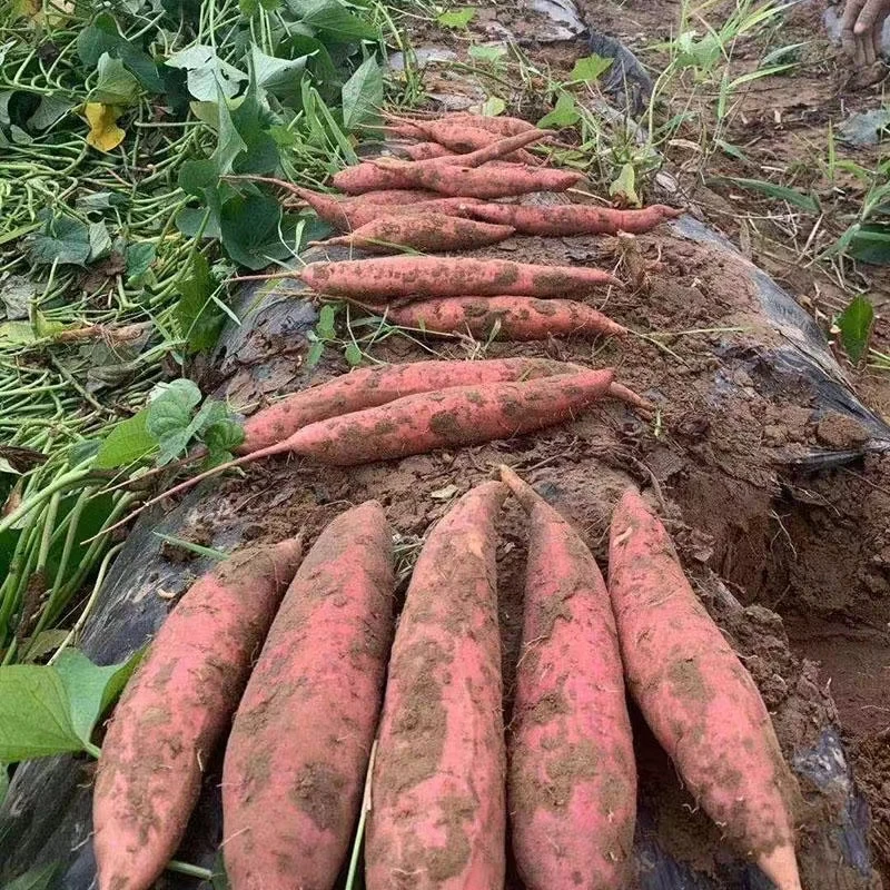 【新鲜红心蜜薯】现挖沙地西瓜红红薯软糯糖心农家自种皮薄地瓜番薯