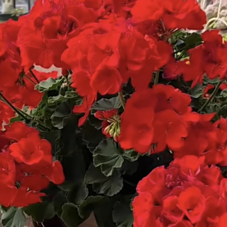 中国红 直立天竺葵