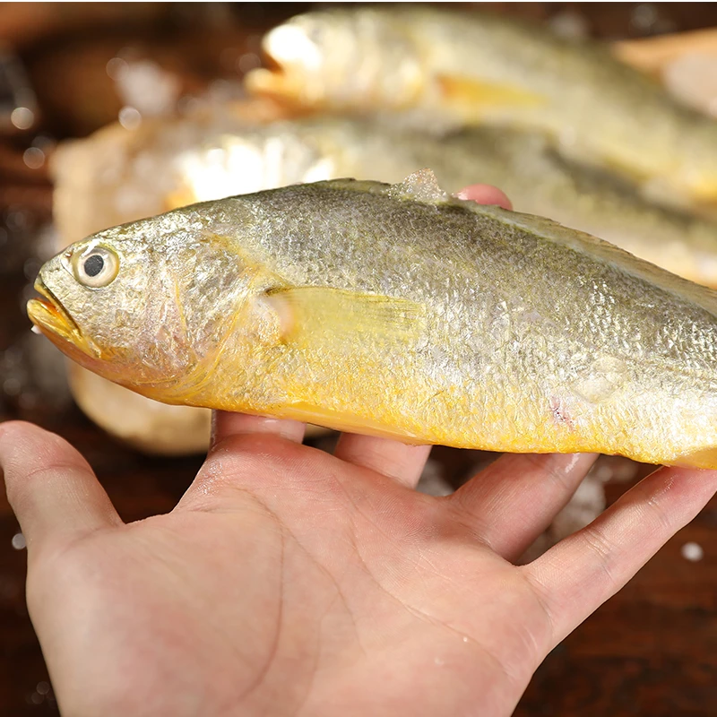 舟山新货大黄花鱼