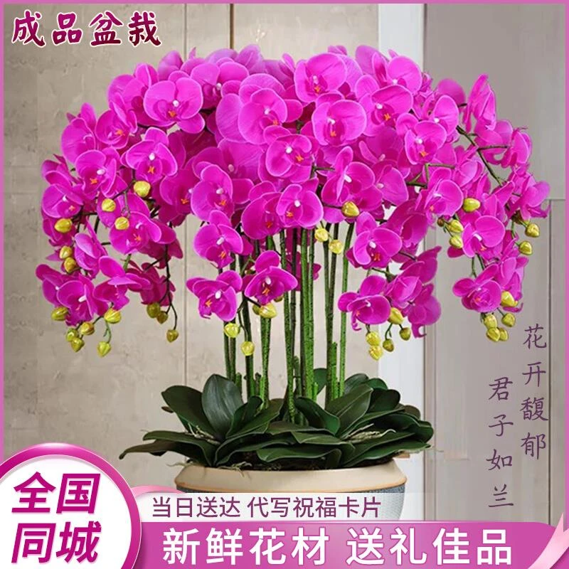 蝴蝶兰盆栽真花年宵花办公室盆栽全国鲜花速递同城实体店配送店
