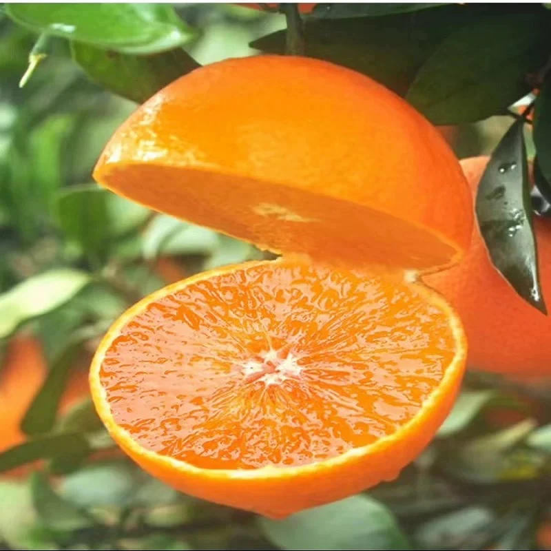 四川爱媛38号果冻橙产地果园现摘新鲜直发皮薄肉厚汁水多无核化渣