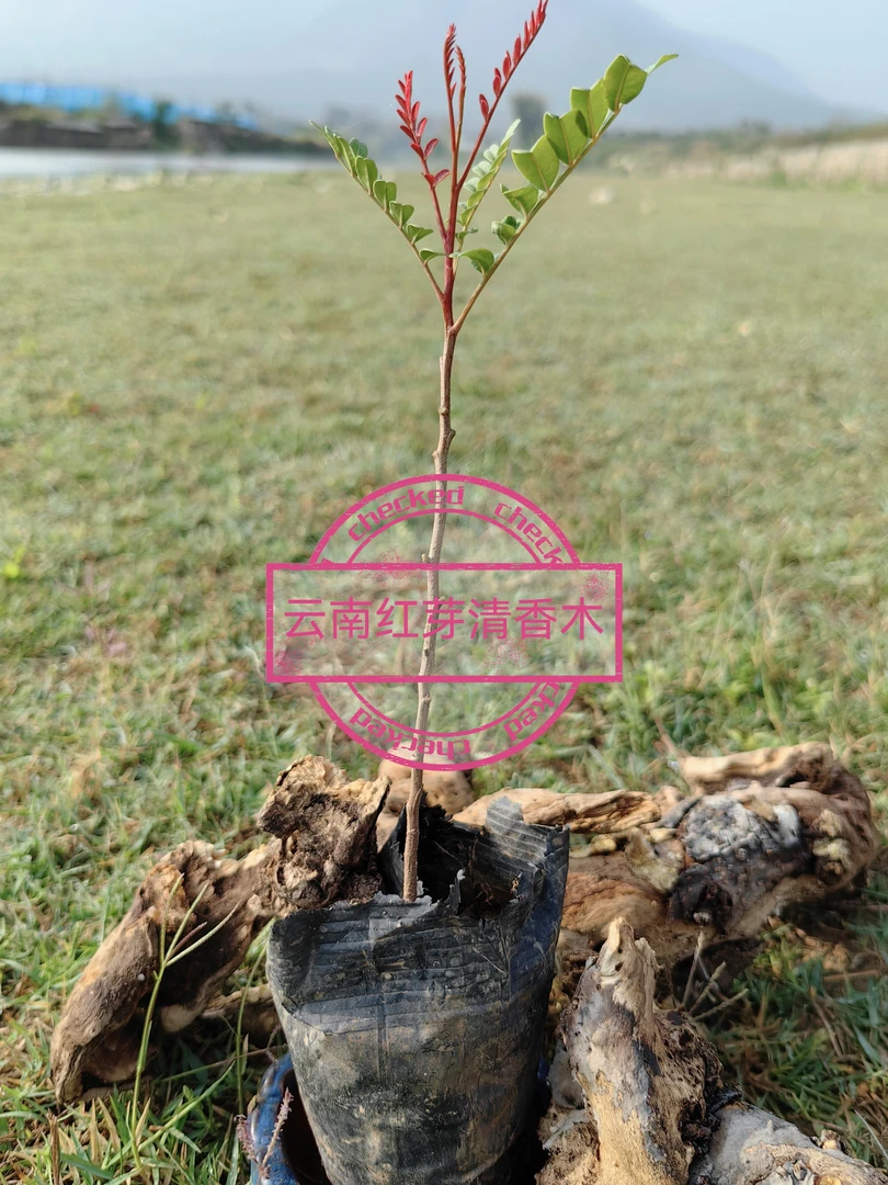 云南红芽绿叶清香木盆栽室内绿植