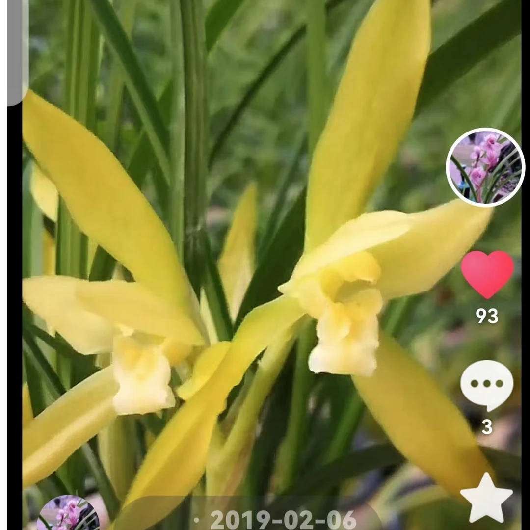 春兰玉黄素兰花专