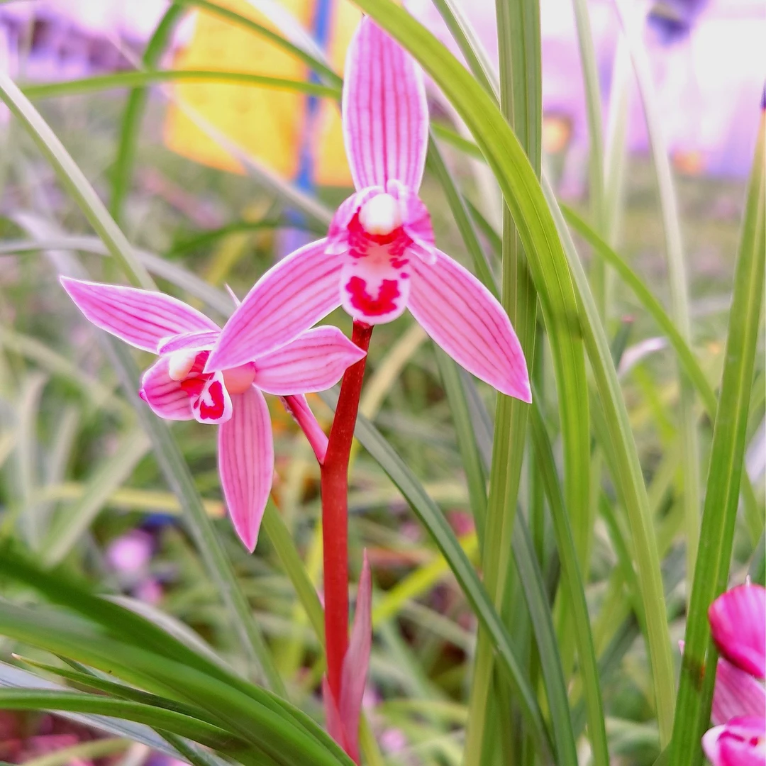 莲瓣兰如意红专用