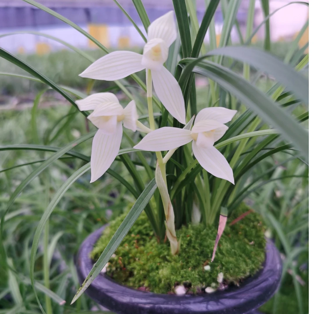 莲瓣兰冰美人专用