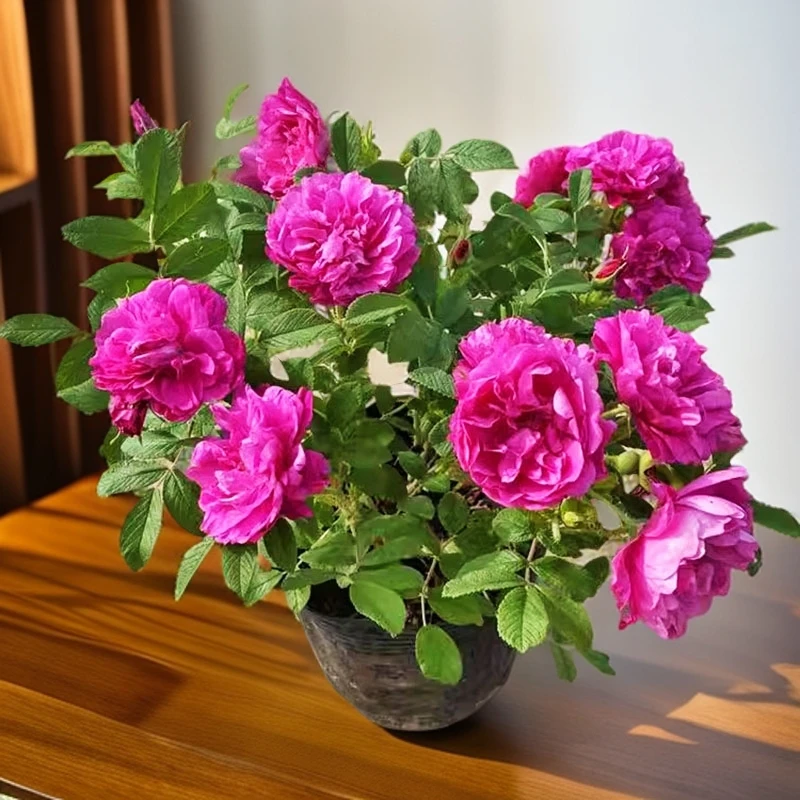 正宗食用玫瑰花苗大马士革香水玫瑰平阴丰花一号四季浓香耐寒花卉