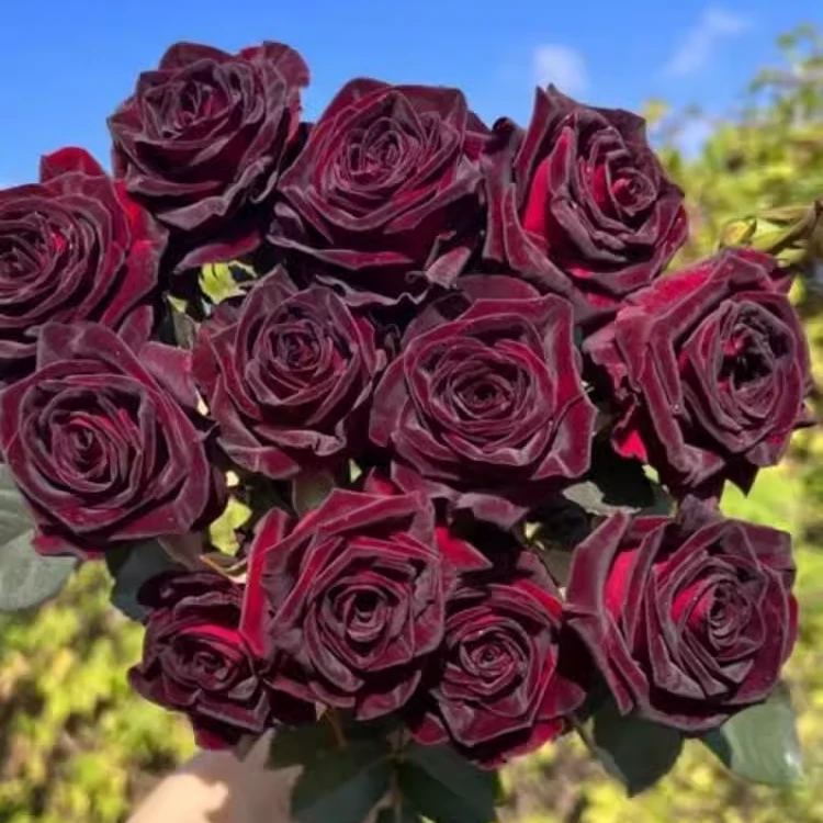 黑巴克玫瑰花苗丝绒质感暗黑红色鲜花月季四季开阳台庭院花卉盆栽