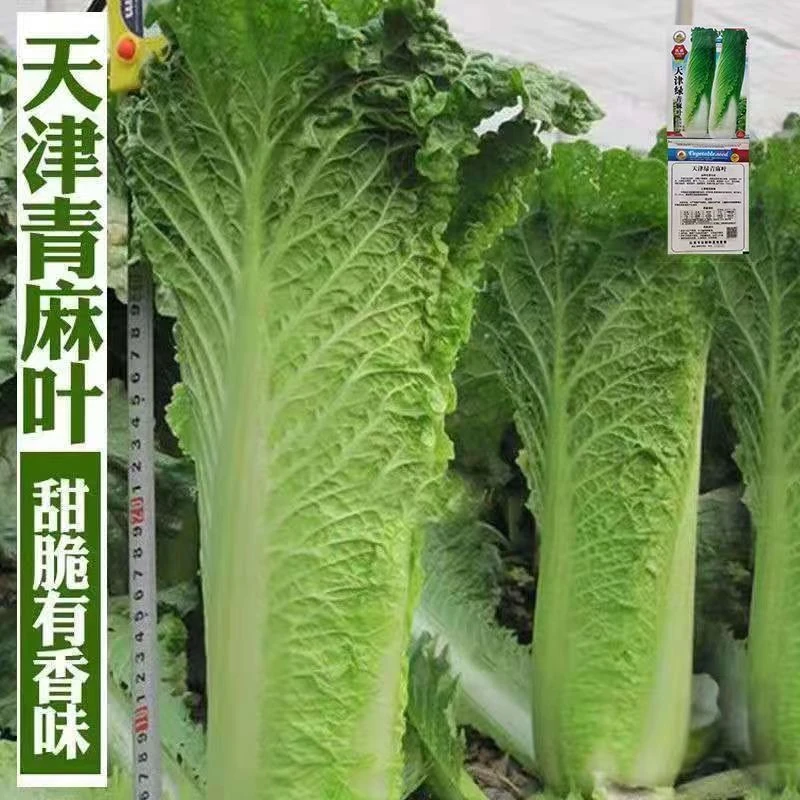 天津大青麻绿叶白菜种子 秋菜高产抗病直筒 大白菜种子高筒老白菜