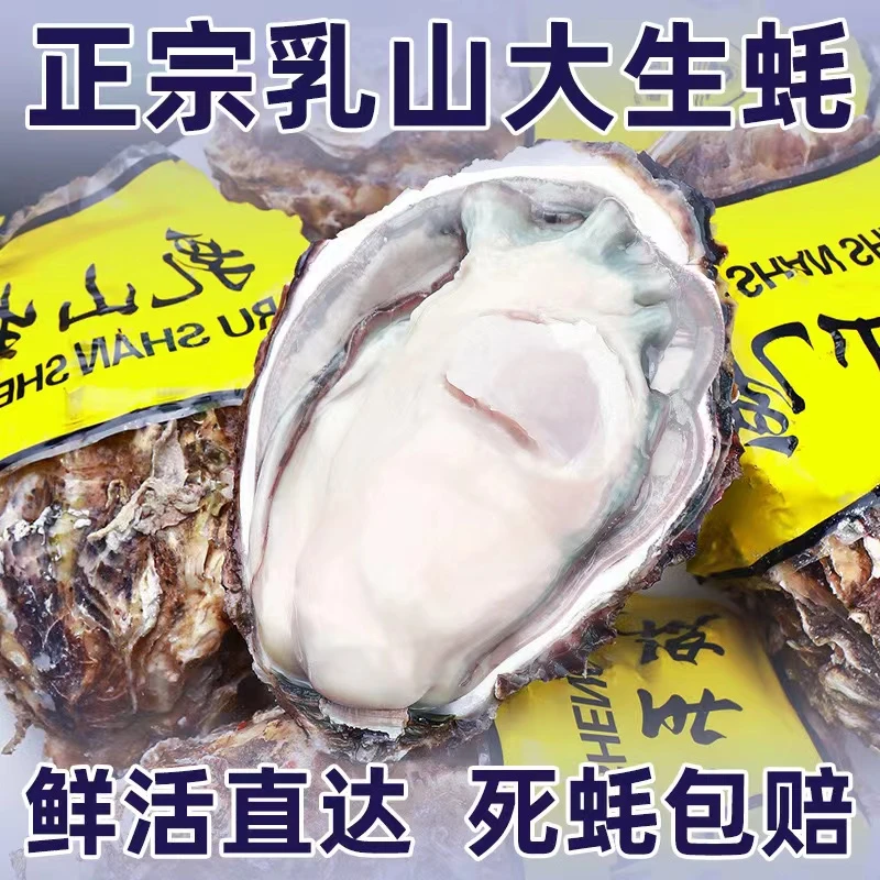 【顺丰包邮】正宗乳山生蚝5斤鲜活牡蛎 威海原产地精品级肥美海蛎