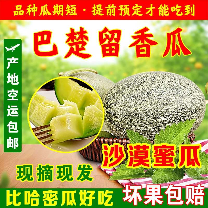 【爆甜】正宗新疆巴楚留香瓜冰淇淋香脆新鲜超大沙漠哈密瓜现摘现发