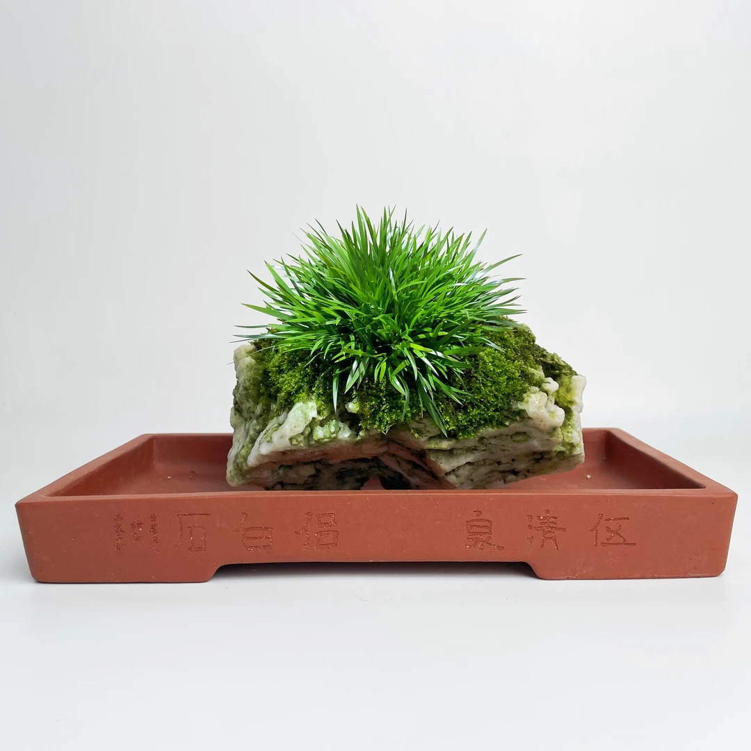 昆石附石金钱菖蒲，以直播间实物为准，与主播沟通后再拍，送水底