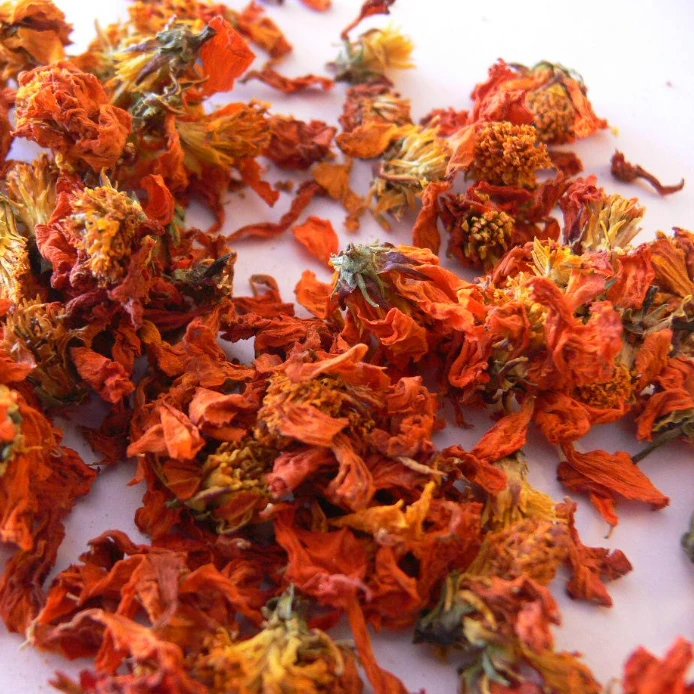 天山  雪域  冰菊