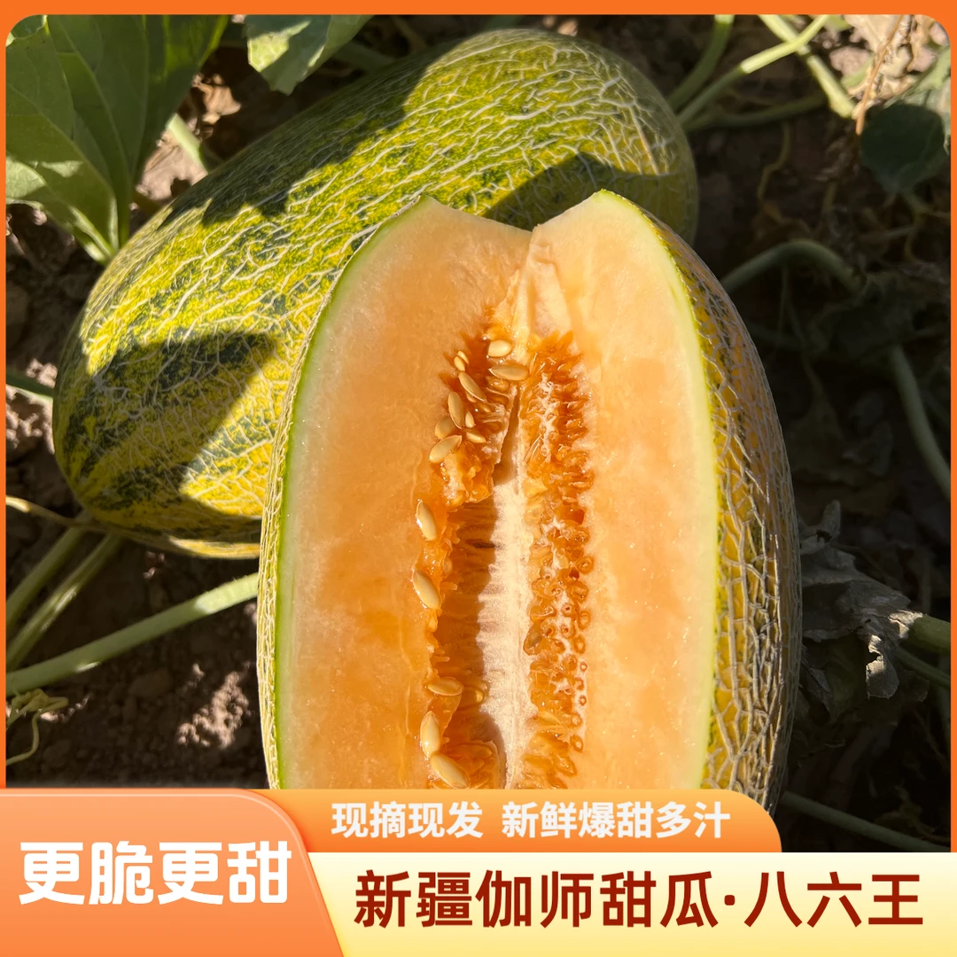 新疆伽师瓜八六王顺丰邮正宗特产新鲜当季水果爆甜多汁脆爽甜瓜