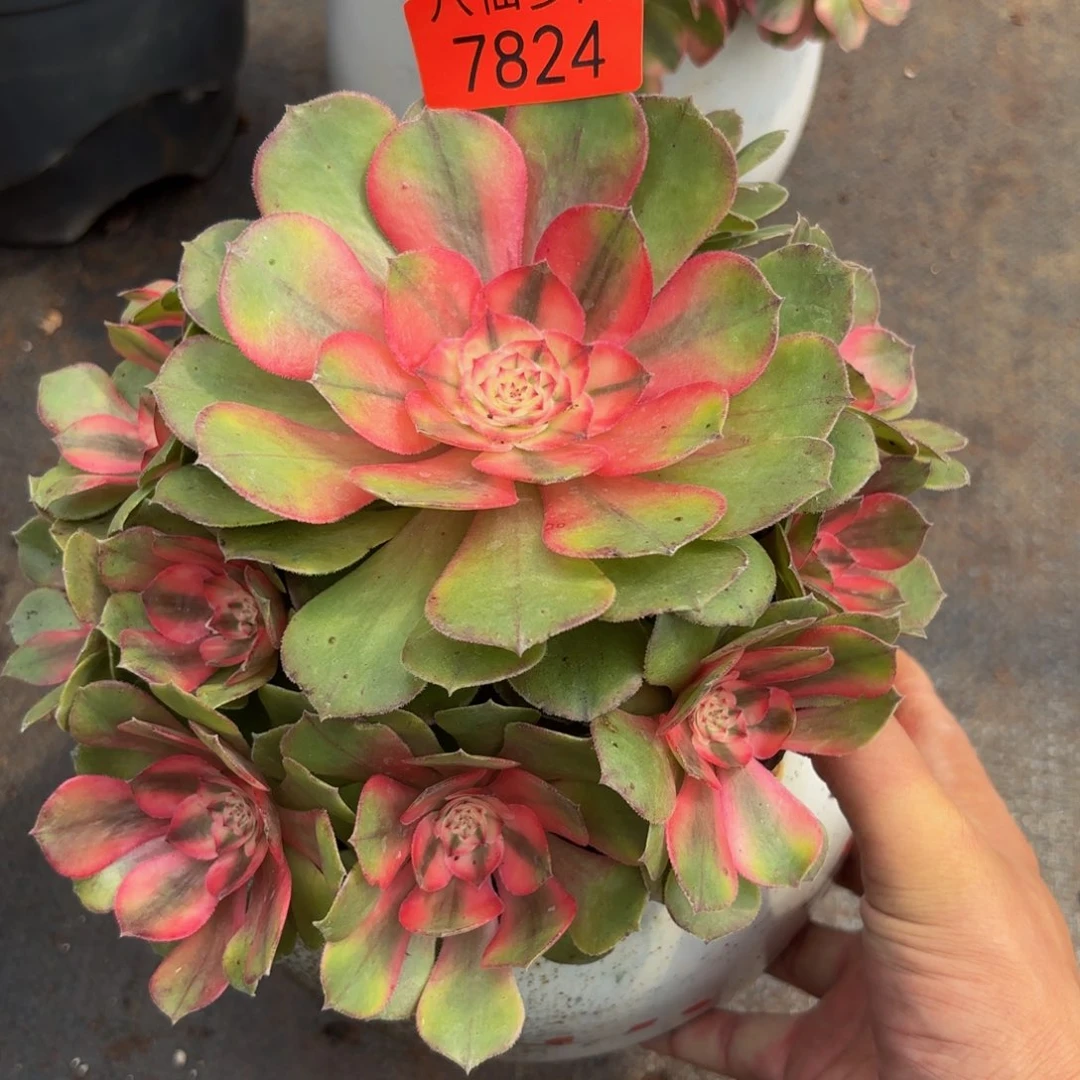 7824多肉植物荔枝