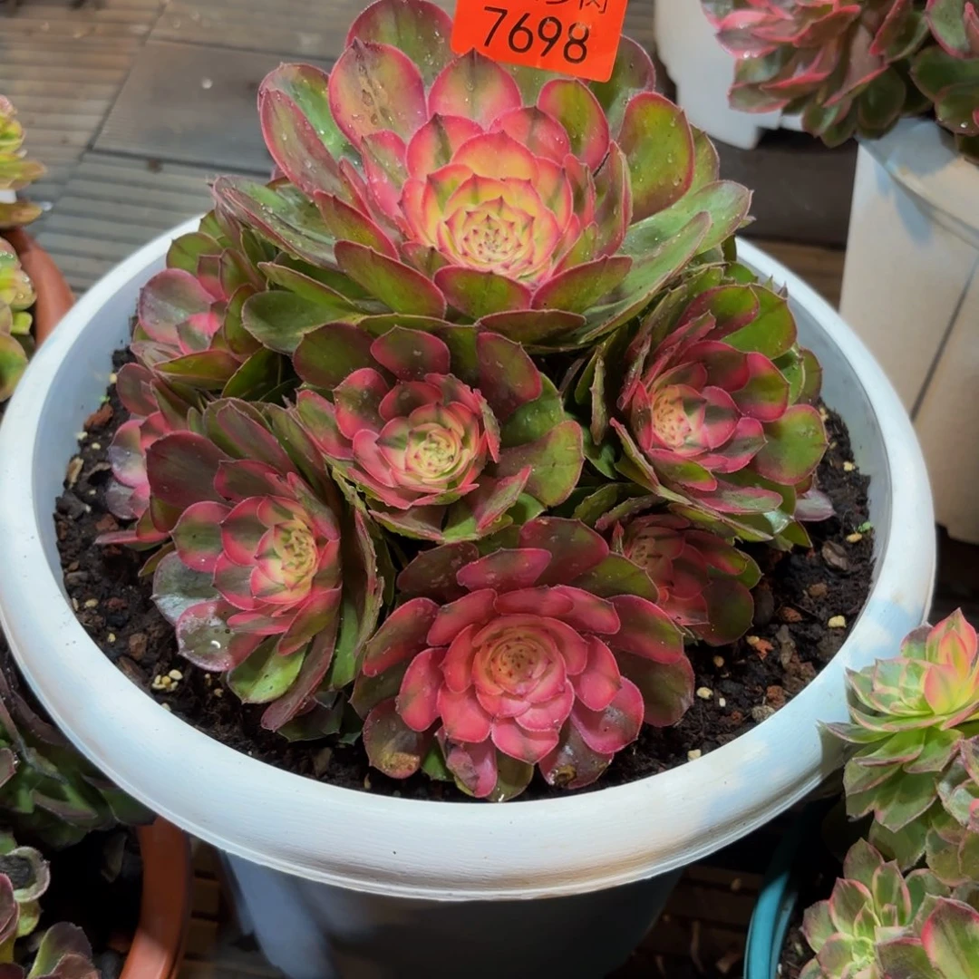 燕*7698多肉植物荔枝