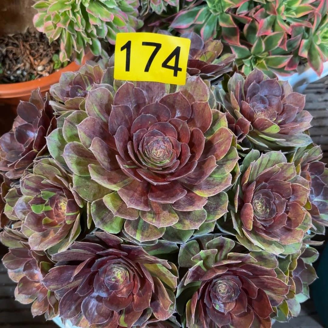 174多肉植物花月夜
