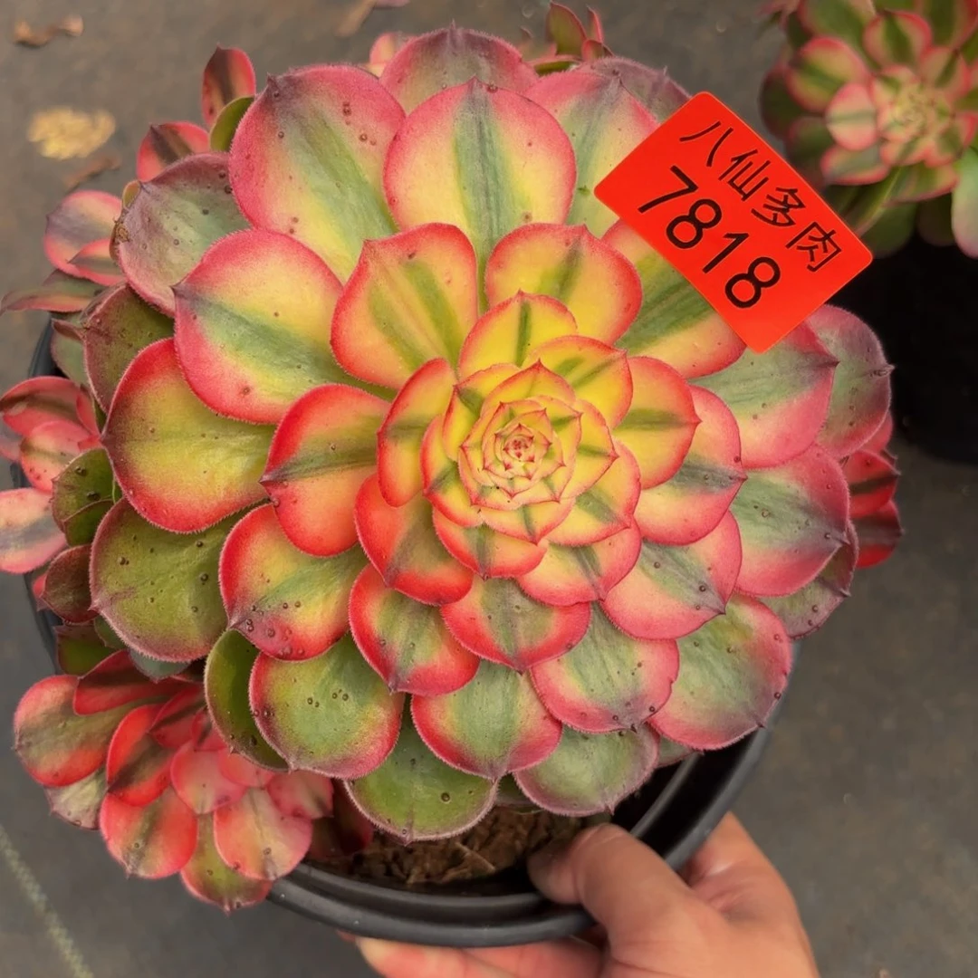 7818多肉植物荔枝有断枝