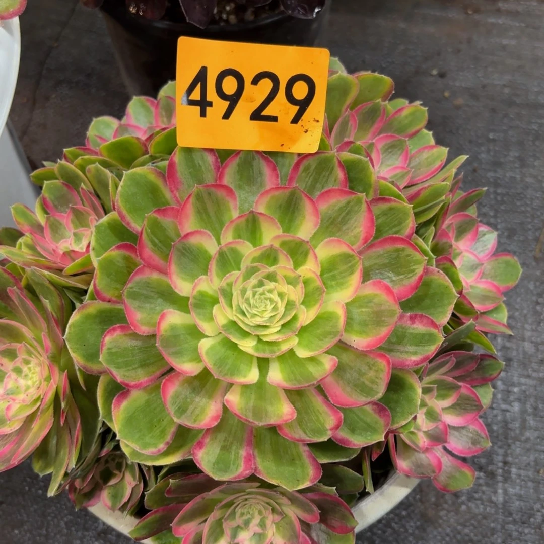 4929多肉植物孔雀翎
