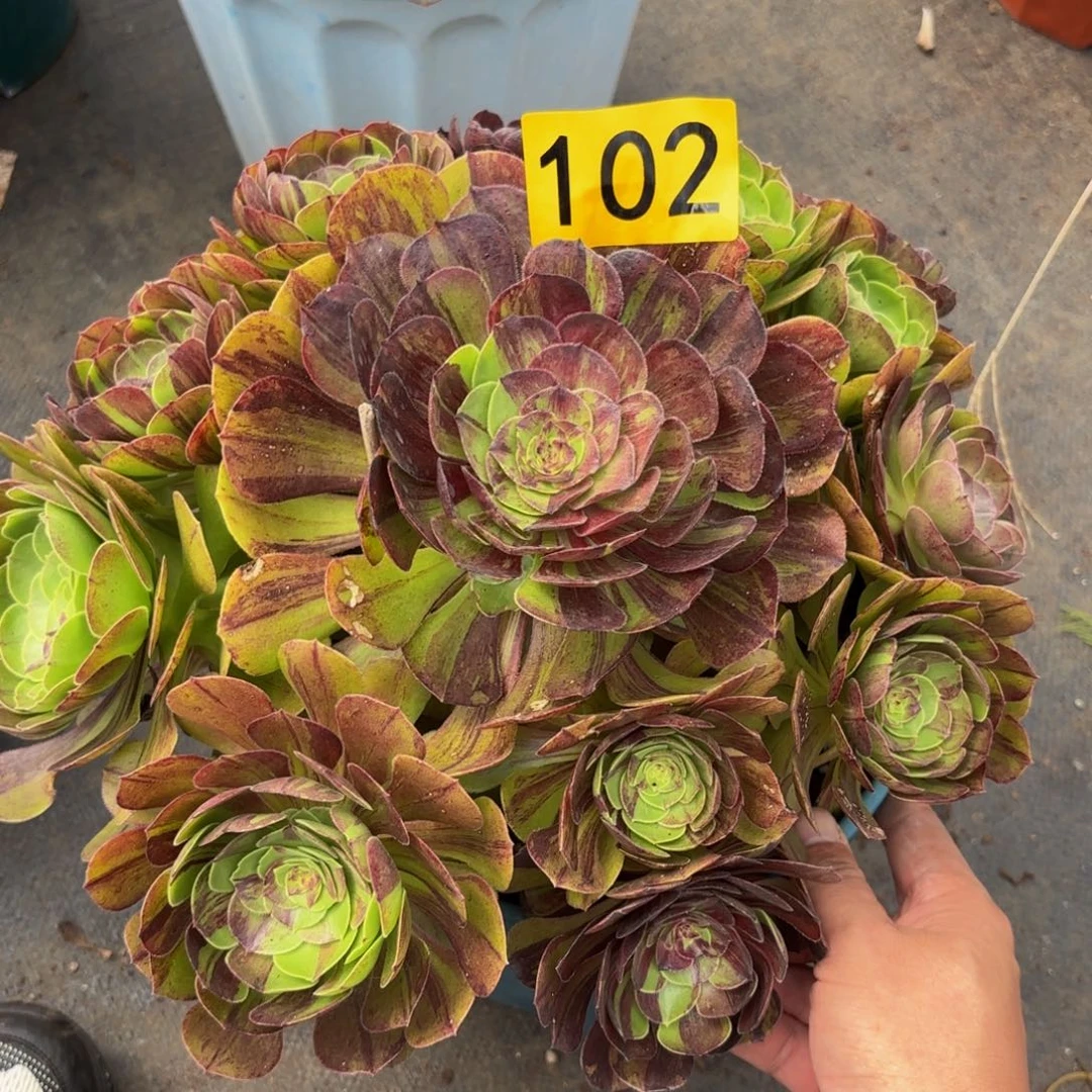 102多肉植物花月夜