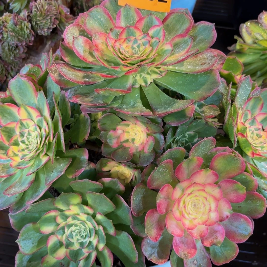 4932多肉植物海王变异