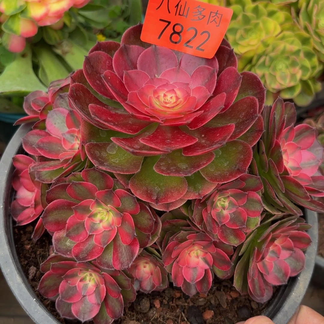 7822多肉植物荔枝