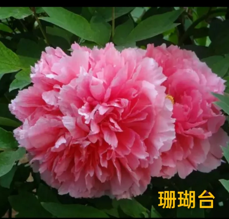 预售【珊瑚台】先发肥料秋天发货