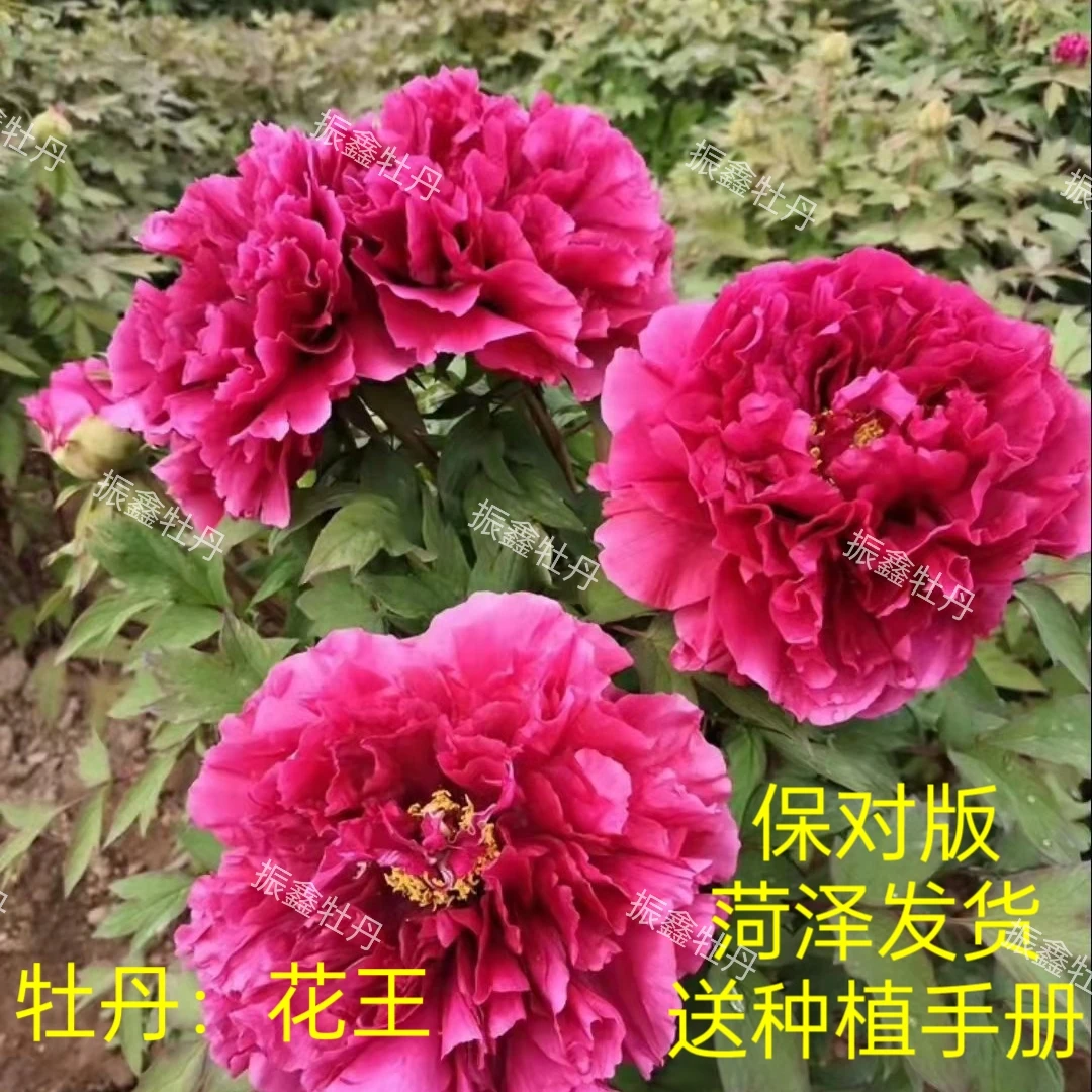 预售【花王】先发肥料秋天发货