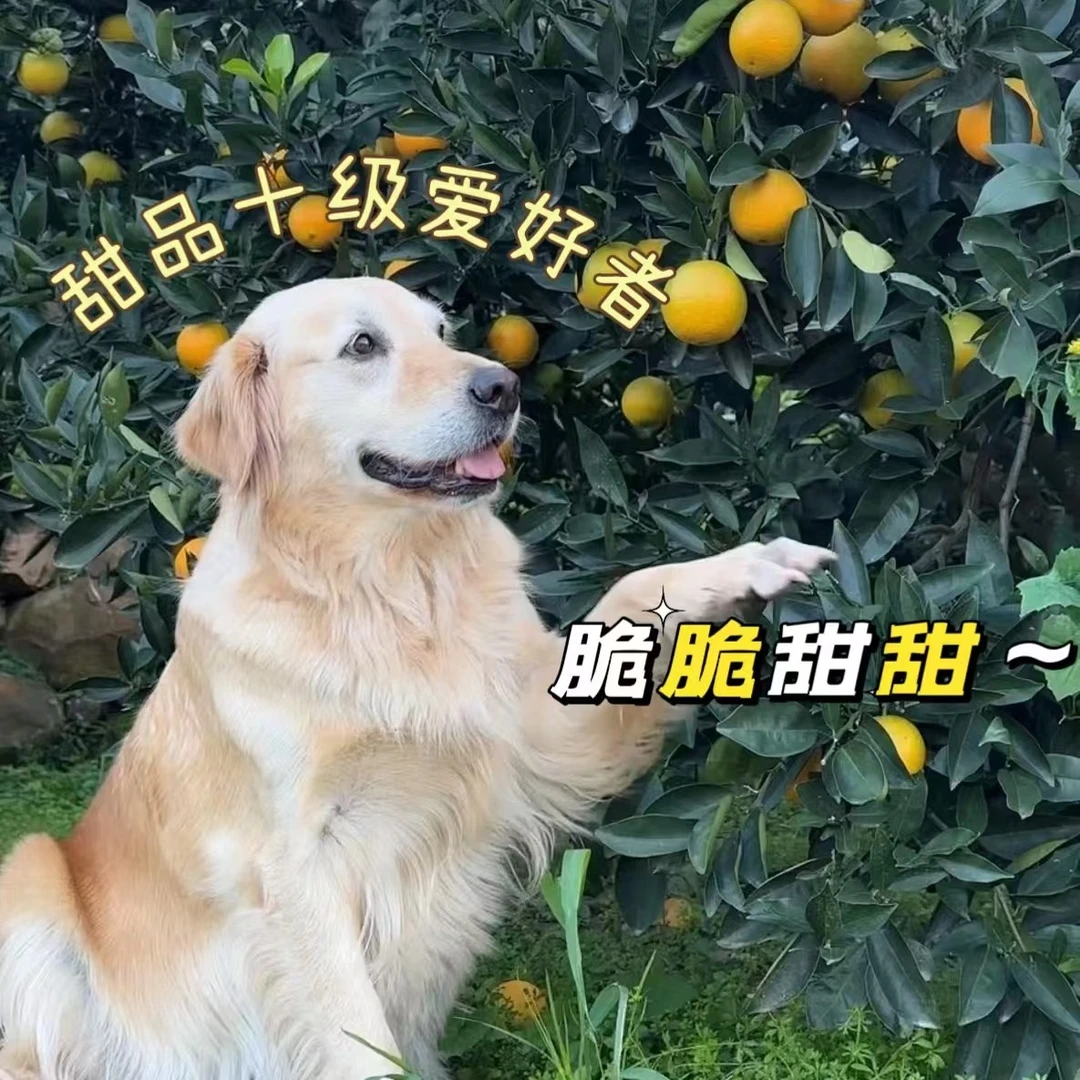 【脆甜】毛毛家的毛毛果脆脆甜甜脐橙皮薄肉厚清脆爽口