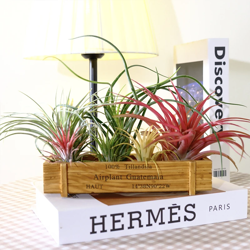 空气凤梨新手豪华版木盒（美杜莎 贝可利 休士顿 巨型红 1黄1绿）