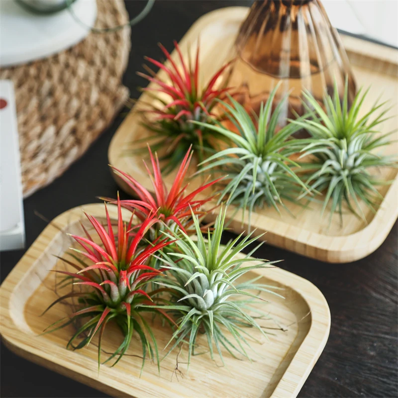 空气凤梨无土绿植净化空气家居办公百搭新手体验绿植盆栽