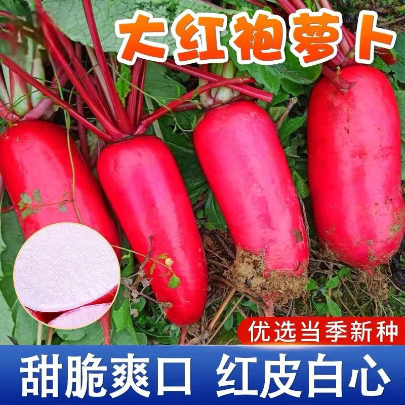 正品大红袍萝卜种子高产早熟满身红水果萝卜种子红皮白心庭院种植