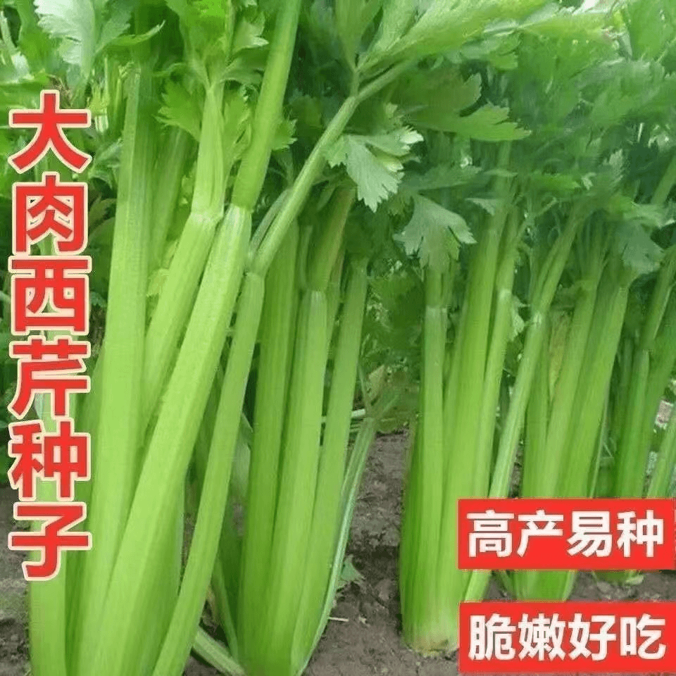 (买二送一)四季大肉西芹种子四季播肉厚脆爽芹菜种子阳台蔬菜种子