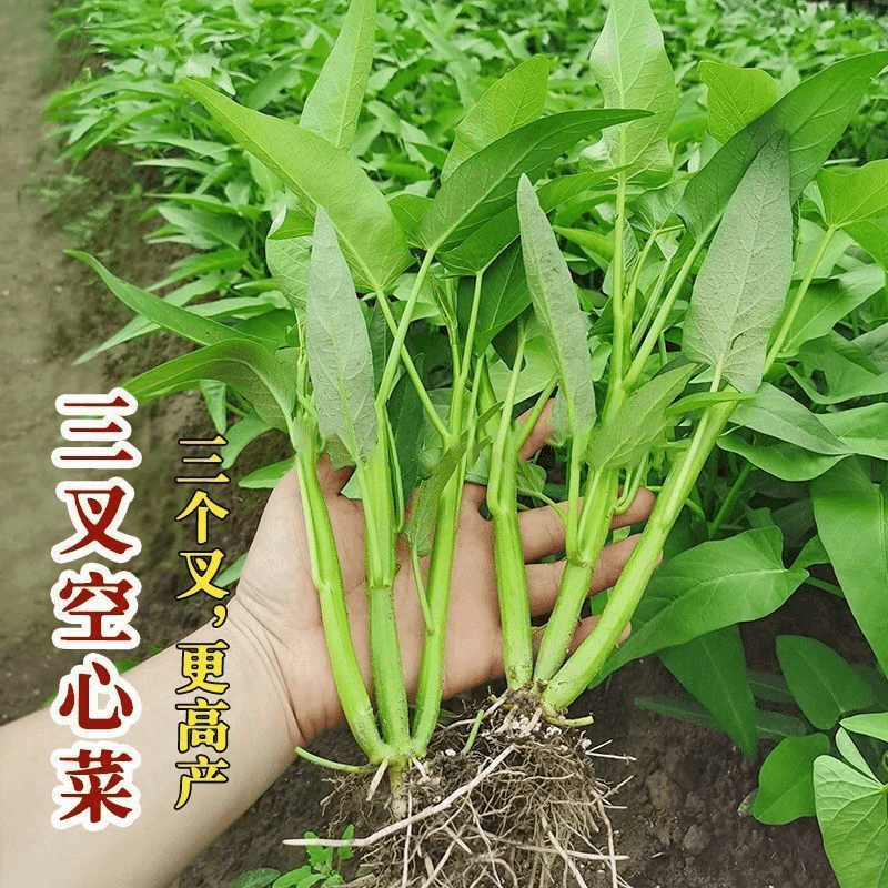 【买二送一】三叉空心菜种籽通心菜种子四季高产盆栽大叶青菜种子