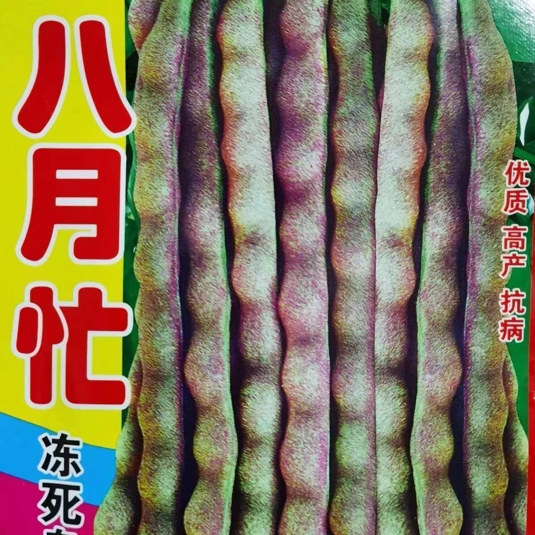 八月忙冻死鬼豆角种子耐寒耐热高产无筋豆角四季田园庭院易种豆角